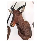 African Tsessebe Shoulder Mount Taxidermy