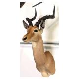 African Impala Shoulder Mount Taxidermy