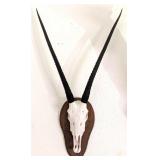African Gemsbok Skull Taxidermy on European Style