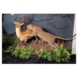 Leopard Attacking Red Lechwe Full Body Taxidermy M