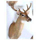 6 Point Whitetail Deer Taxidermy Shoulder Mount