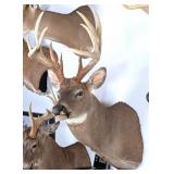 10 Point Whitetail Deer Taxidermy Shoulder Mount