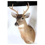 6 Point Whitetail Deer Taxidermy Shoulder Mount