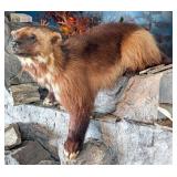 Wolverine Full Body Taxidermy Mount