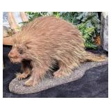 Porcupine Full Body Taxidermy Mount on Habitat Bas
