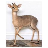 KirkÕs Dik-Dik Full Body Taxidermy Mount on Habita