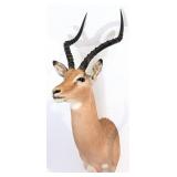 African Impala Shoulder Mount Taxidermy