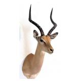 African Impala Shoulder Mount Taxidermy