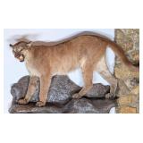 Mountain Lion / Cougar Full Body Taxidermy Wall Mo