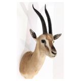 GrantÕs Gazelle Shoulder Mount Taxidermy