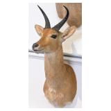 African Reedbuck Shoulder Mount Taxidermy