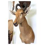 African Lichtenstein Hartebeest Shoulder Mount Tax