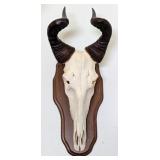 African Hartebeest Skull Mount on European Style W