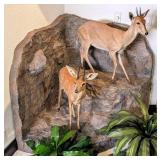 Southern Steenbok & Male Oribi Antelope Full Body