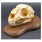 Mountain Lion / Cougar Skull Taxidermy Mount on Eu