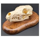 Coyote Skull Taxidermy Mount on European Style Woo