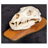 Brown Bear Skull Taxidermy Mount on European Style