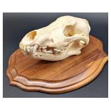 Mongolian Wolf Skull Taxidermy Mount on European S