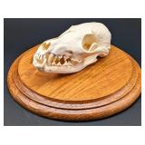 Jackal Skull Taxidermy Mount on European Style Woo