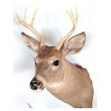 8 Point Whitetail Deer Taxidermy Shoulder Mount