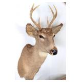 7 Point Whitetail Deer Taxidermy Shoulder Mount