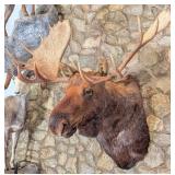 Alaskan Large Bull Moose 65" Spread Taxidermy Sho