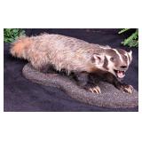 American Badger Full Body Taxidermy Mount on Stati