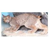 Lynx Full Body Taxidermy Mount