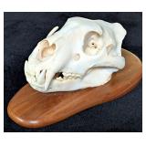 SCI BRONZE MEDAL CLASS African Lion Skull Taxiderm