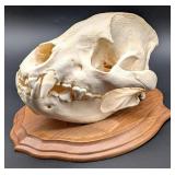 SCI RECORD BOOK Hyena Taxidermy Skull Mount on Eur