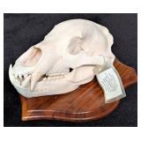 Brown Bear Skull Taxidermy Mount on European Style