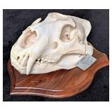 SCI SILVER MEDAL CLASS African Lion Skull Taxiderm