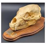 Black Bear Skull Taxidermy Mount on European Style