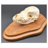 Fox Skull Taxidermy Mount on European Style Wood P