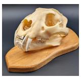 SCI SILVER MEDAL CLASS African Leopard Skull Taxid