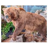 Alaskan Grizzly Bear Full Body Taxidermy Mount