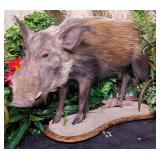 African Bushpig Full Body Taxidermy Mount on Rolli