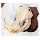 Warthog Skull Taxidermy Mount on European Style Wo