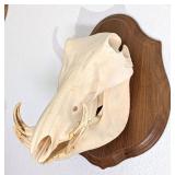 Warthog Skull Taxidermy Mount on European Style Wo