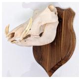 Warthog Skull Taxidermy Mount on European Style Wo