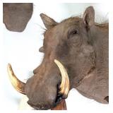 African Warthog Shoulder Mount Taxidermy