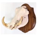 Warthog Skull Taxidermy Mount on European Style Wo