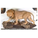 African Lion Full Body Taxidermy Wall Mount on Hab