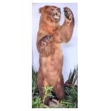 HUGE Standing Alaskan Brown Bear Full Body Taxider