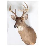 8 Point Whitetail Deer Taxidermy Shoulder Mount