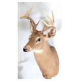 9 Point Whitetail Deer Taxidermy Shoulder Mount