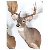 10 Point Whitetail Deer Taxidermy Shoulder Mount