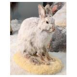 Snow Hare Full Body Taxidermy Mount