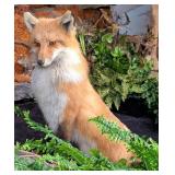 Red Fox Full Body Taxidermy Mount on Habitat Base