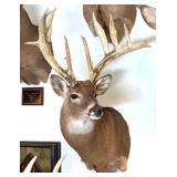 Abnormal 12 Point Whitetail Deer Shoulder Mount Ta